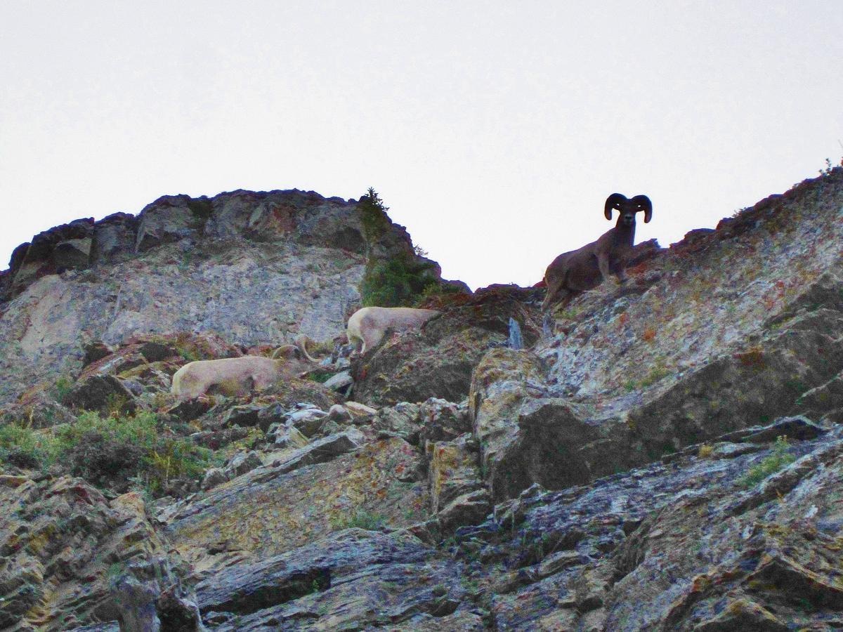 Dancing Bears Inn East Glacier Park Village Esterno foto